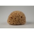 Honeycomb Natural Sea Sponge from Kalymnos Greece