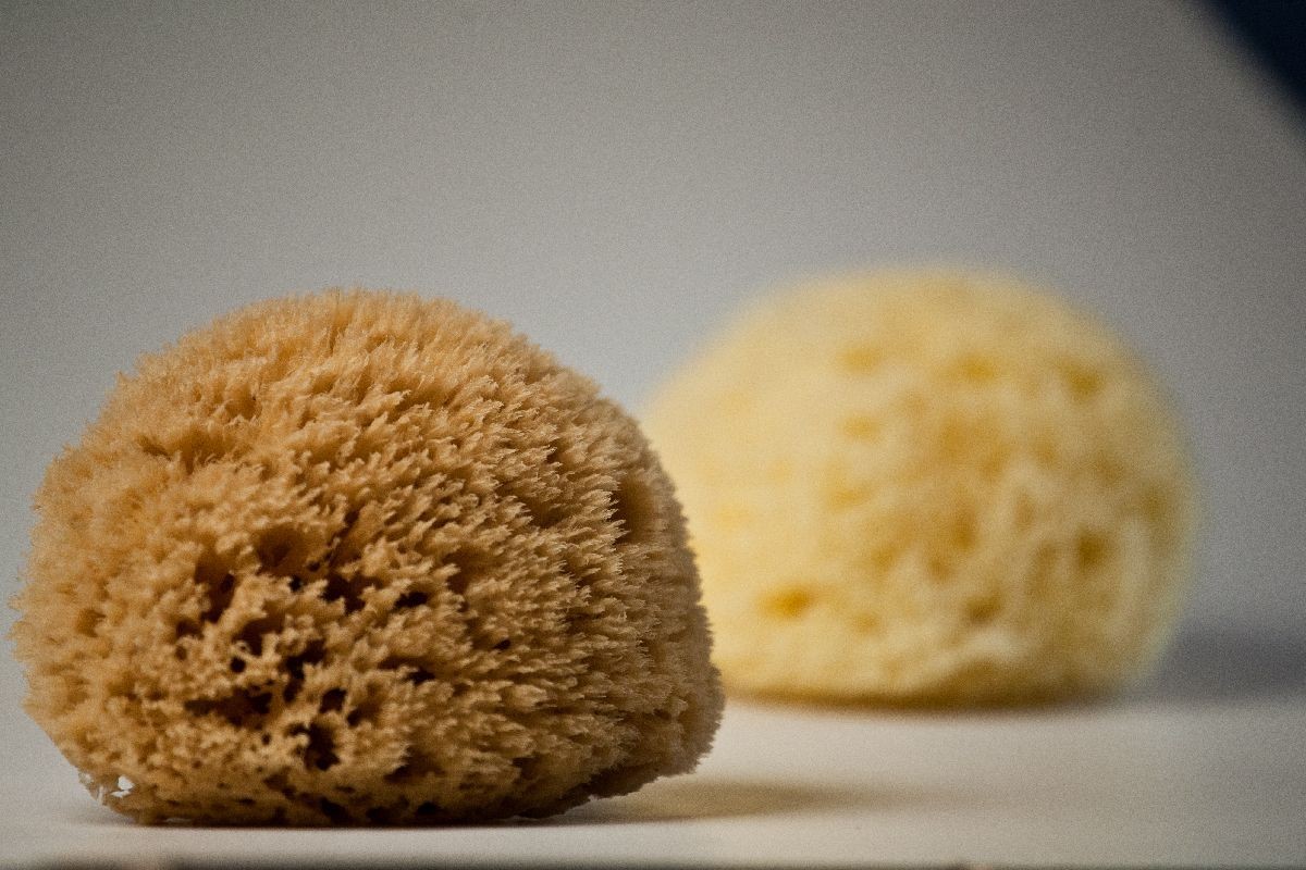  Sea Sponge for Bathing - 100% Natural - 4” (Large) - Soft,  Sensitive and Eco-Friendly - Especially Suited for Adults - Natural Sponge,  sea sponges for Bathing, Natural sponges for Bathing : Beauty & Personal  Care