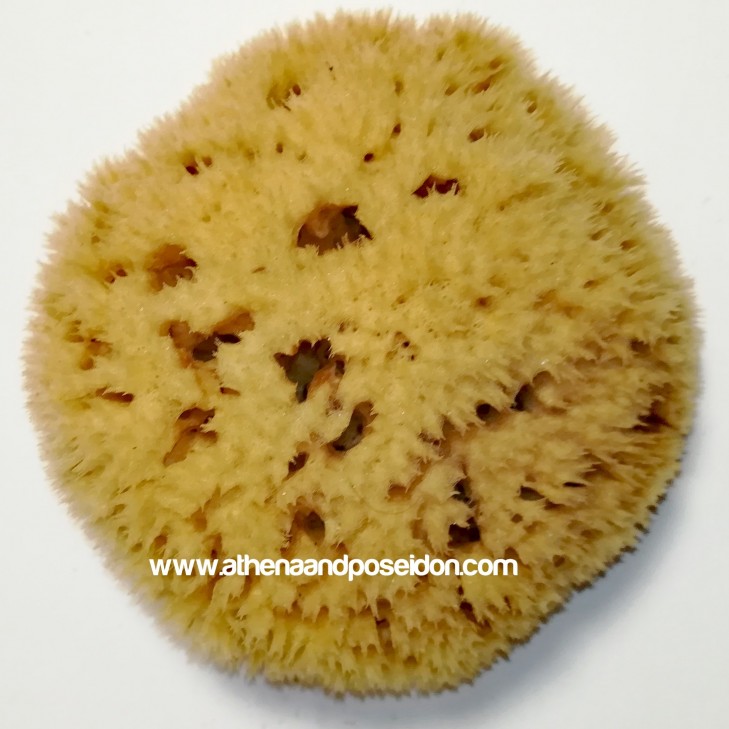 Premium Honeycomb Natural Sea Sponge from Kalymnos - Greece 5-5.5 inches ( 12.7-13.97cm)